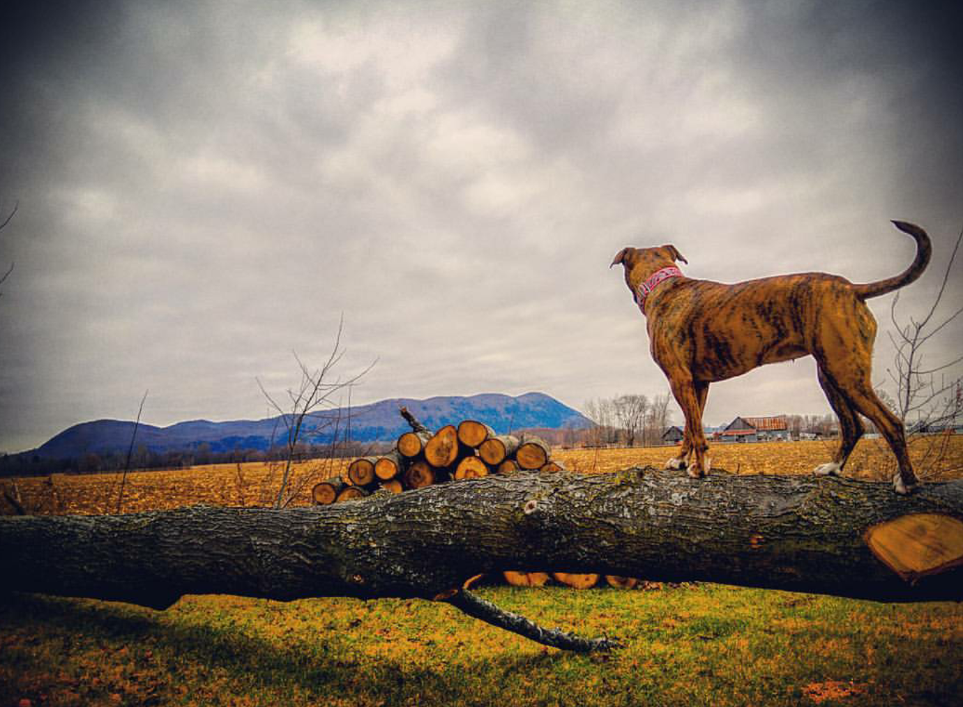 I am Lucy and I am a pitbull