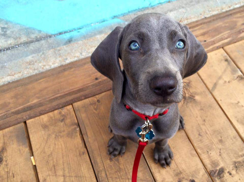 Le règlement de Montréal sur les chiens : Ce que vous devez savoir