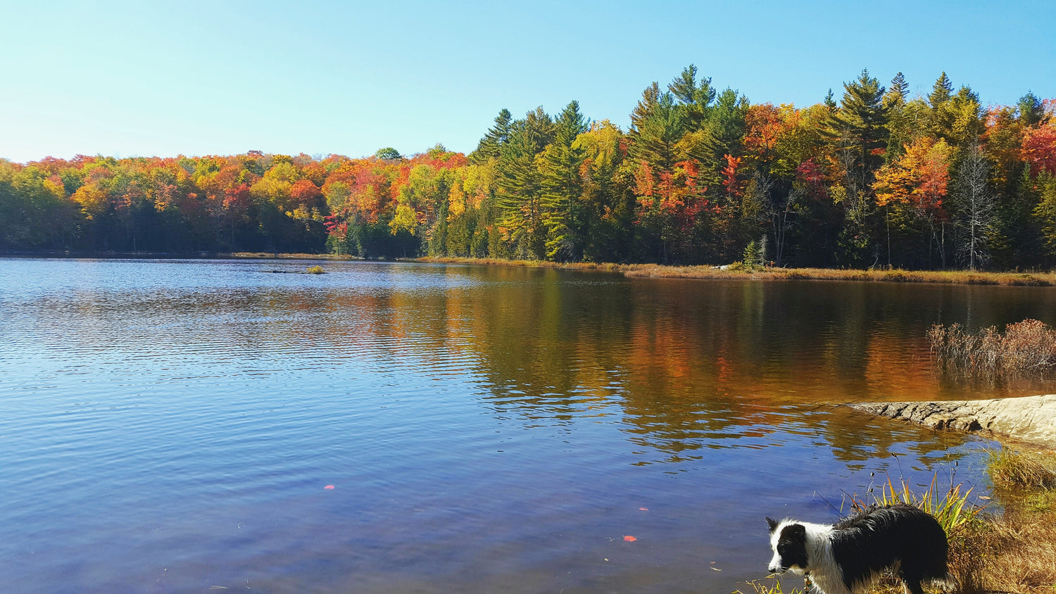 5 Items for the Outdoor Dog