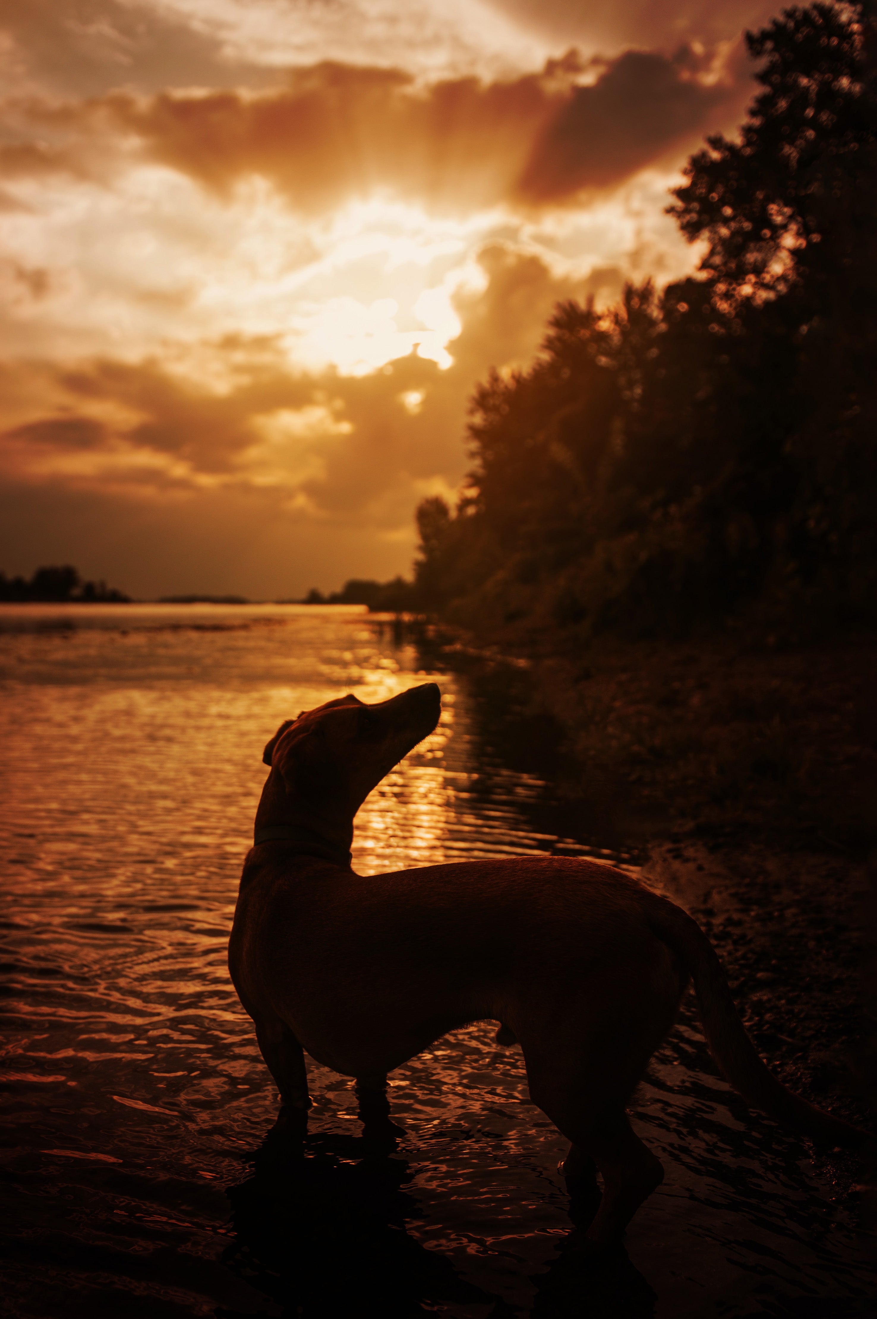 How To Train Your Dog To Swim Like A Professional?