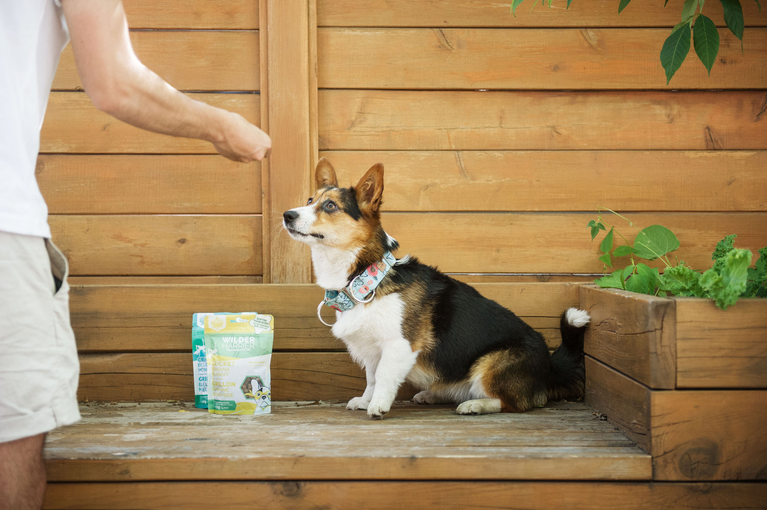 How To Train Your Puppy?