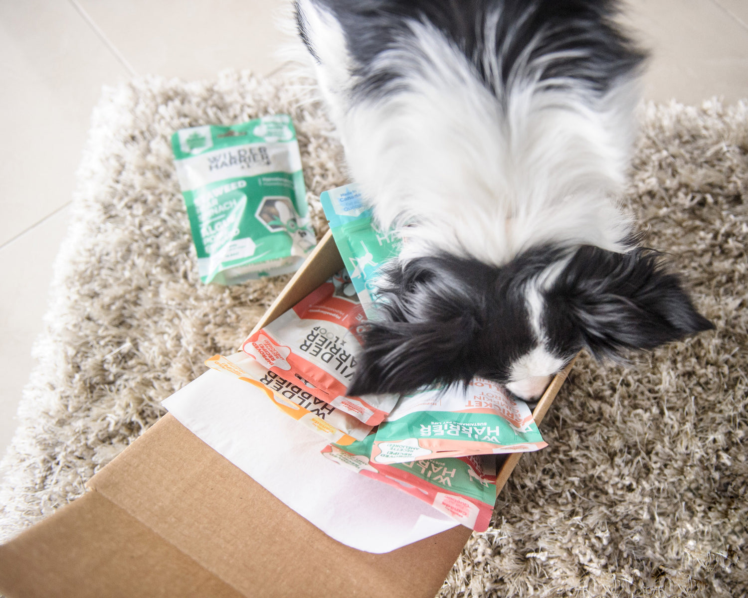 Wilder Harrier’s ultimate puppy checklist!