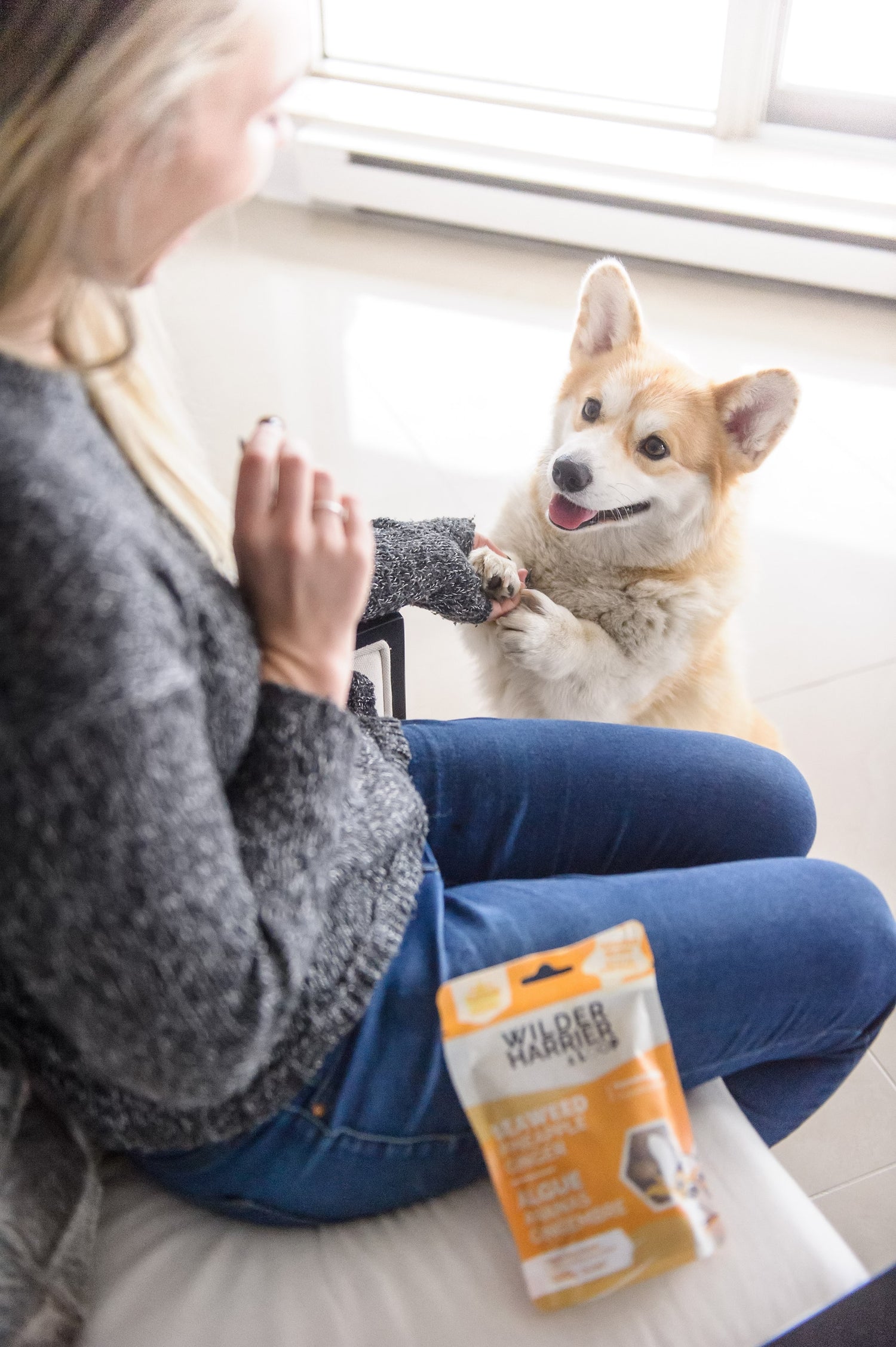 Top 8 Basic Commands All Dogs Should Know