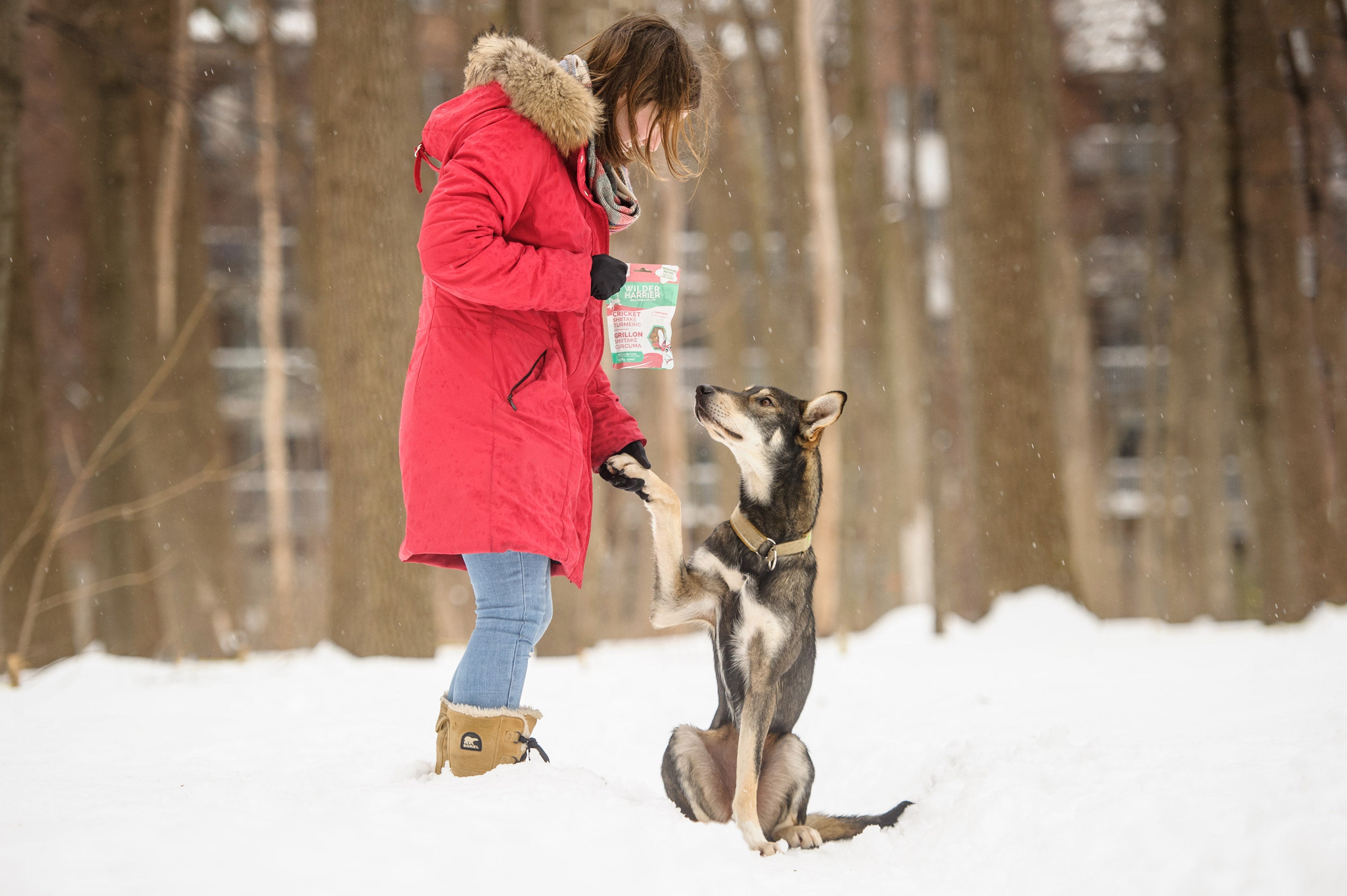 Adopt, Don't Shop: Why Adopting A Best Friend From A Shelter Is A Wise Choice