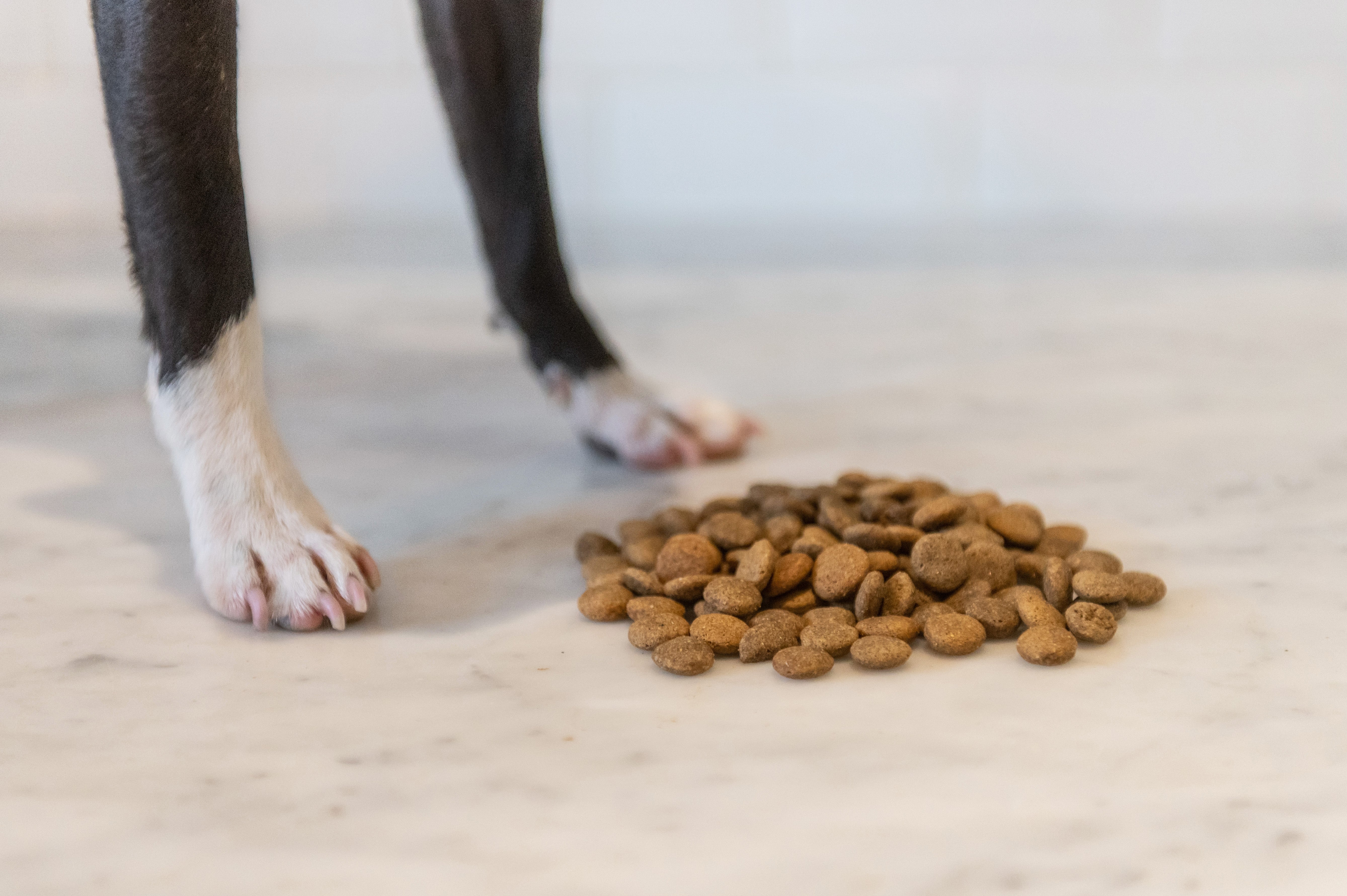 Protéines ordinaires ou nouvelles protéines - Avantages des aliments pour chiens