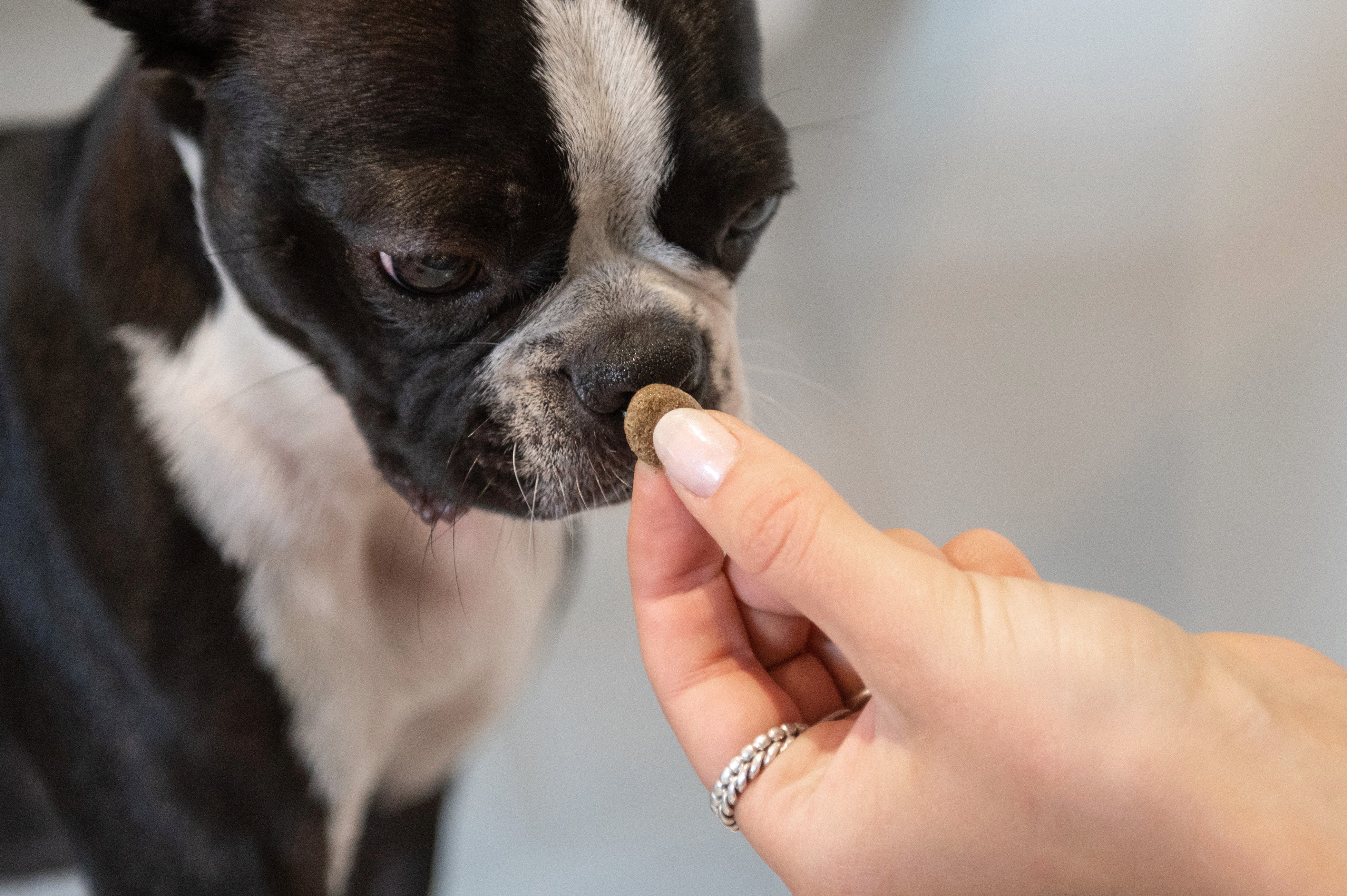 Les meilleurs aliments pour chiens à l'estomac sensible et à la digestion facile