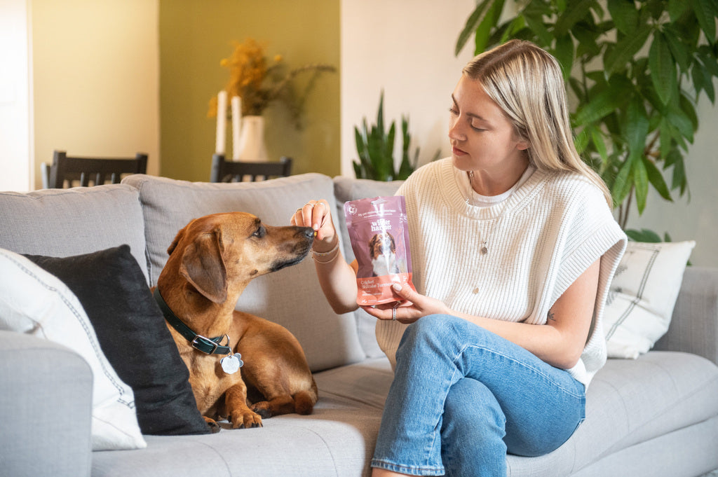 Ingrédients des friandises pour chiens à base de curcuma et de shiitake