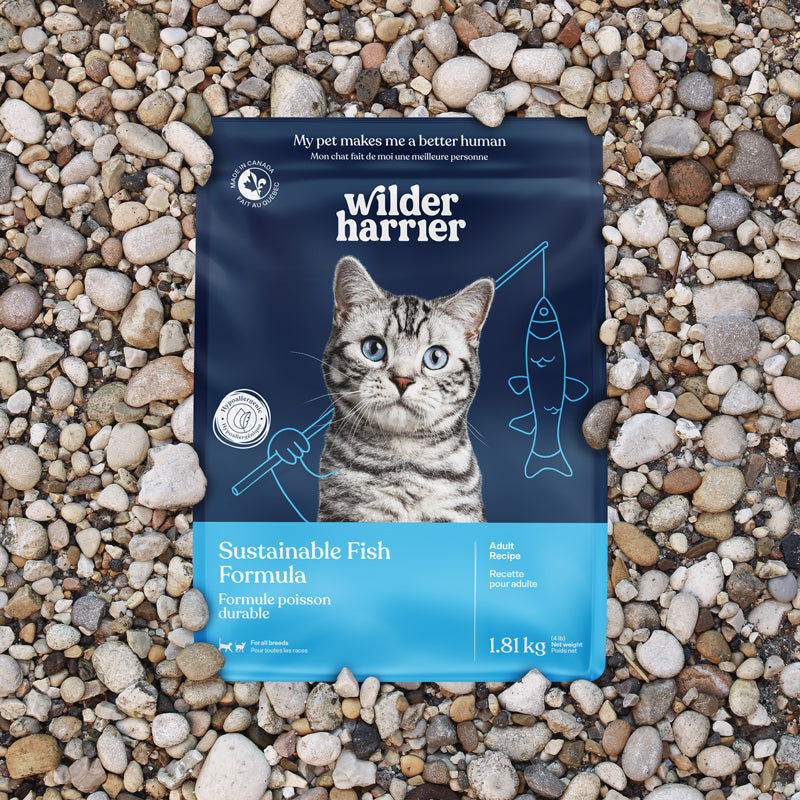 Formule poisson durable / Chat adulte