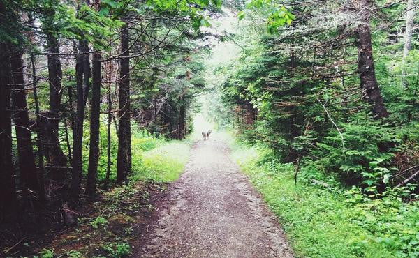 How Your Dog Can Be Your Training Partner