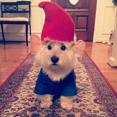Quick, DIY Halloween Costumes For Your Dog
