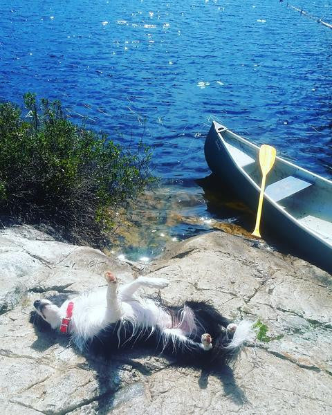 Les jours de chien de l'été : Conseils et astuces pour lutter contre la chaleur