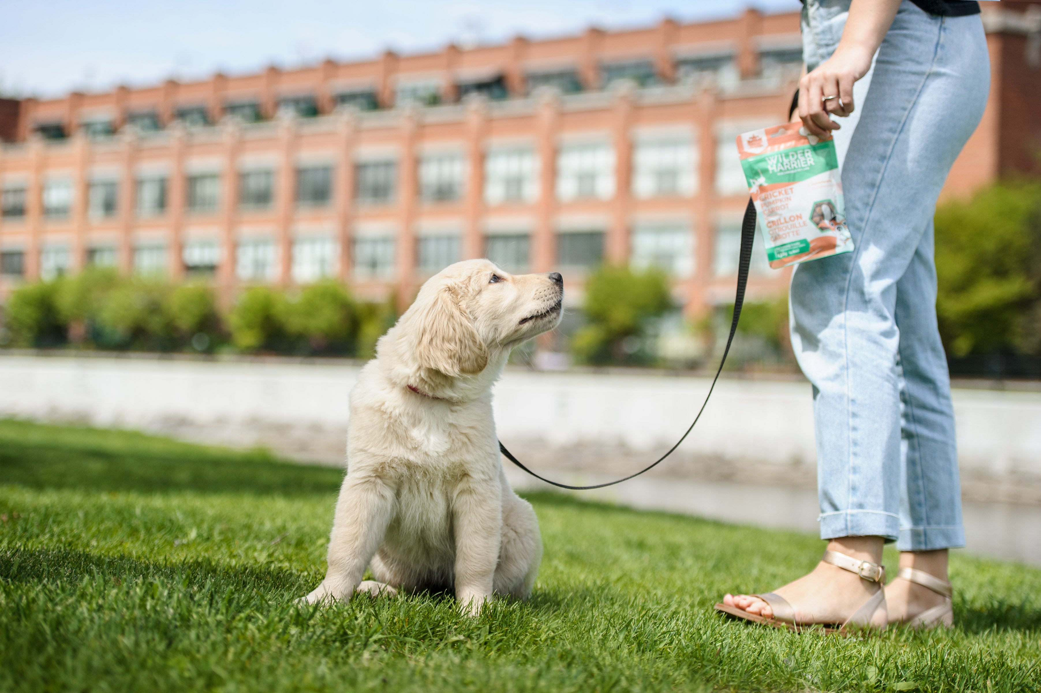 Dog Harness Or Collar - What Is Better And Why?