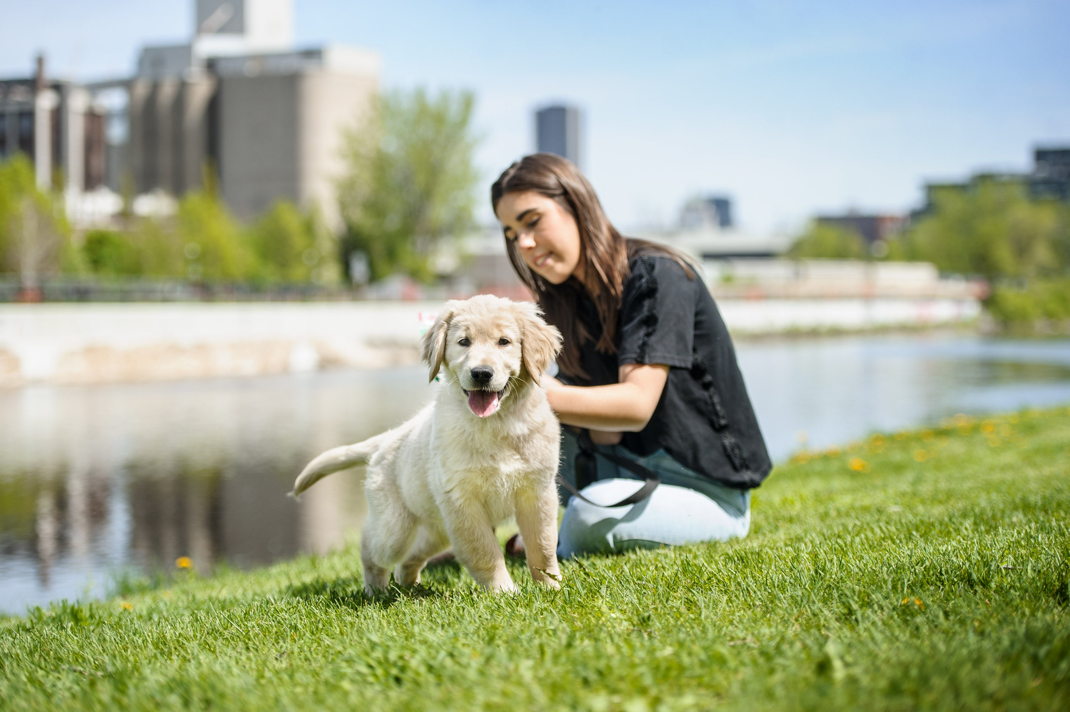 How To Detect Urinary Tract Infections In Your Dogs?