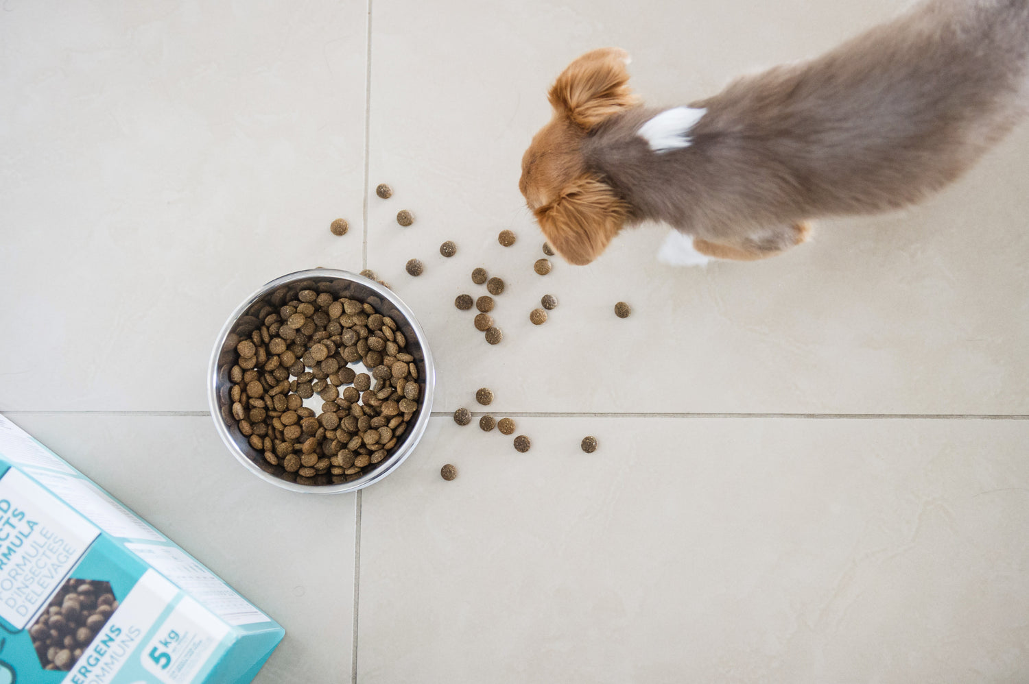 Guide to Dog Food Allergies