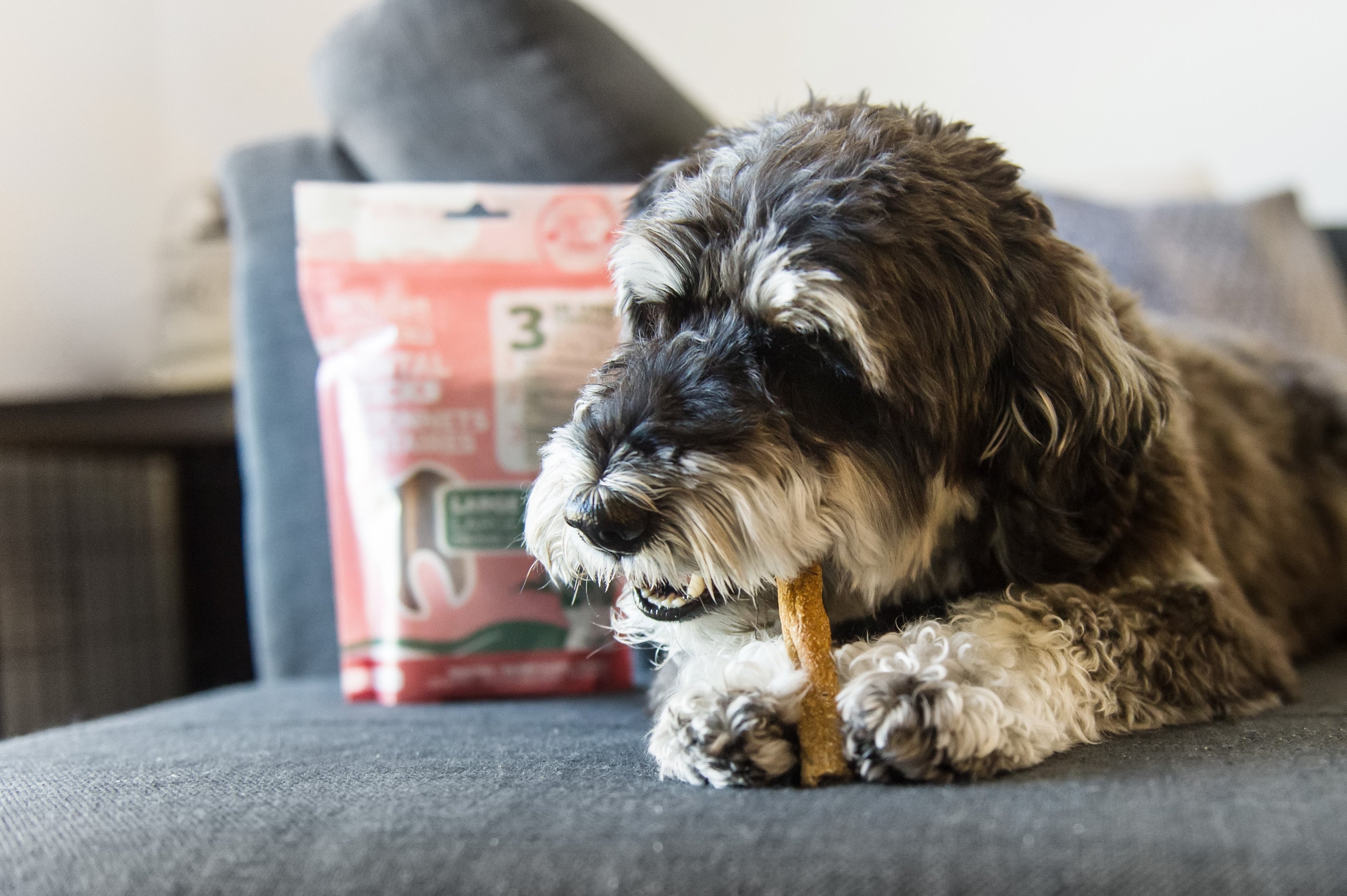 Comment empêcher un chiot ou un chien de ronger votre maison ?