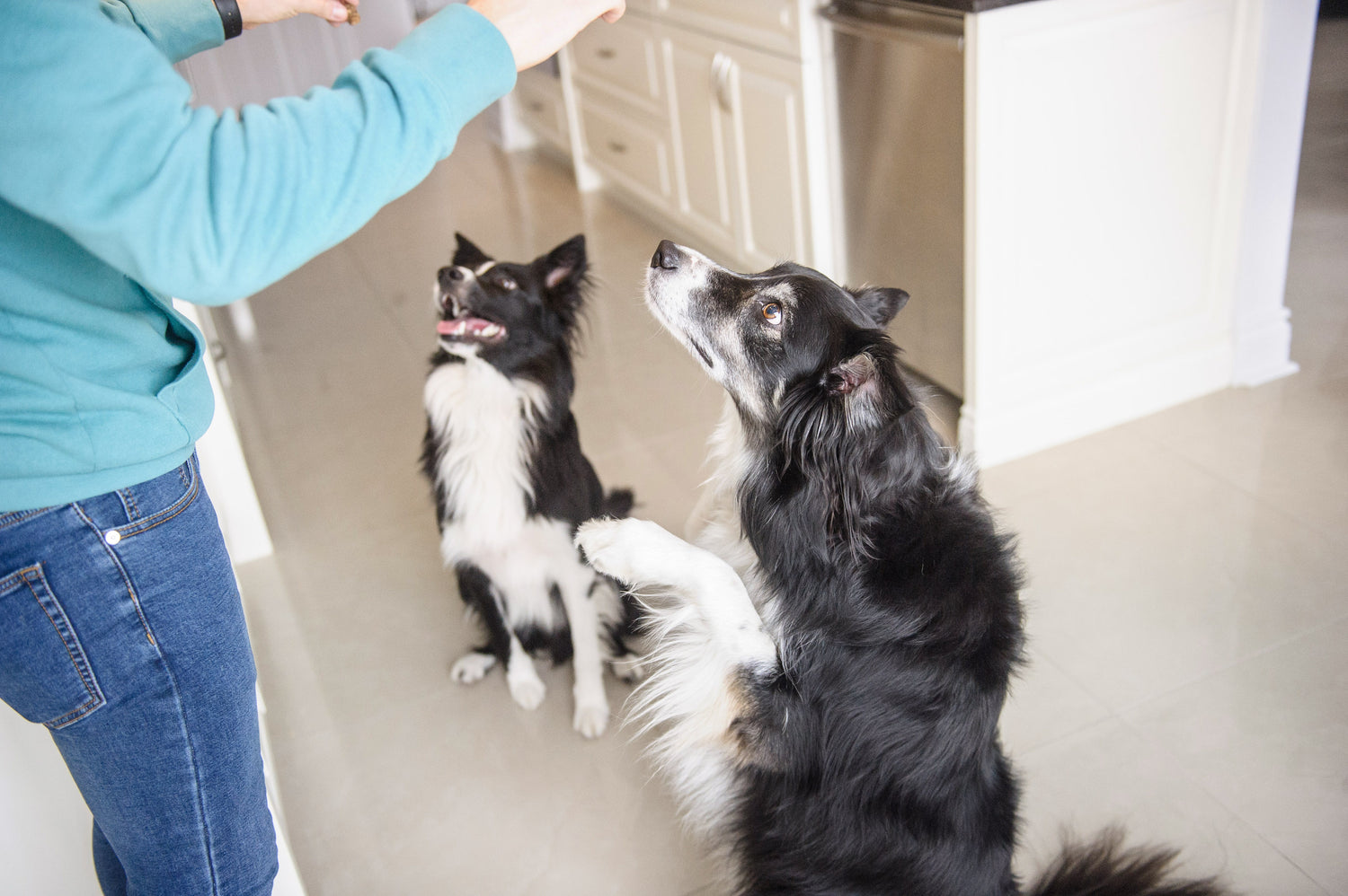 HOW TO REWARD OUR DOGS INTELLIGENTLY?