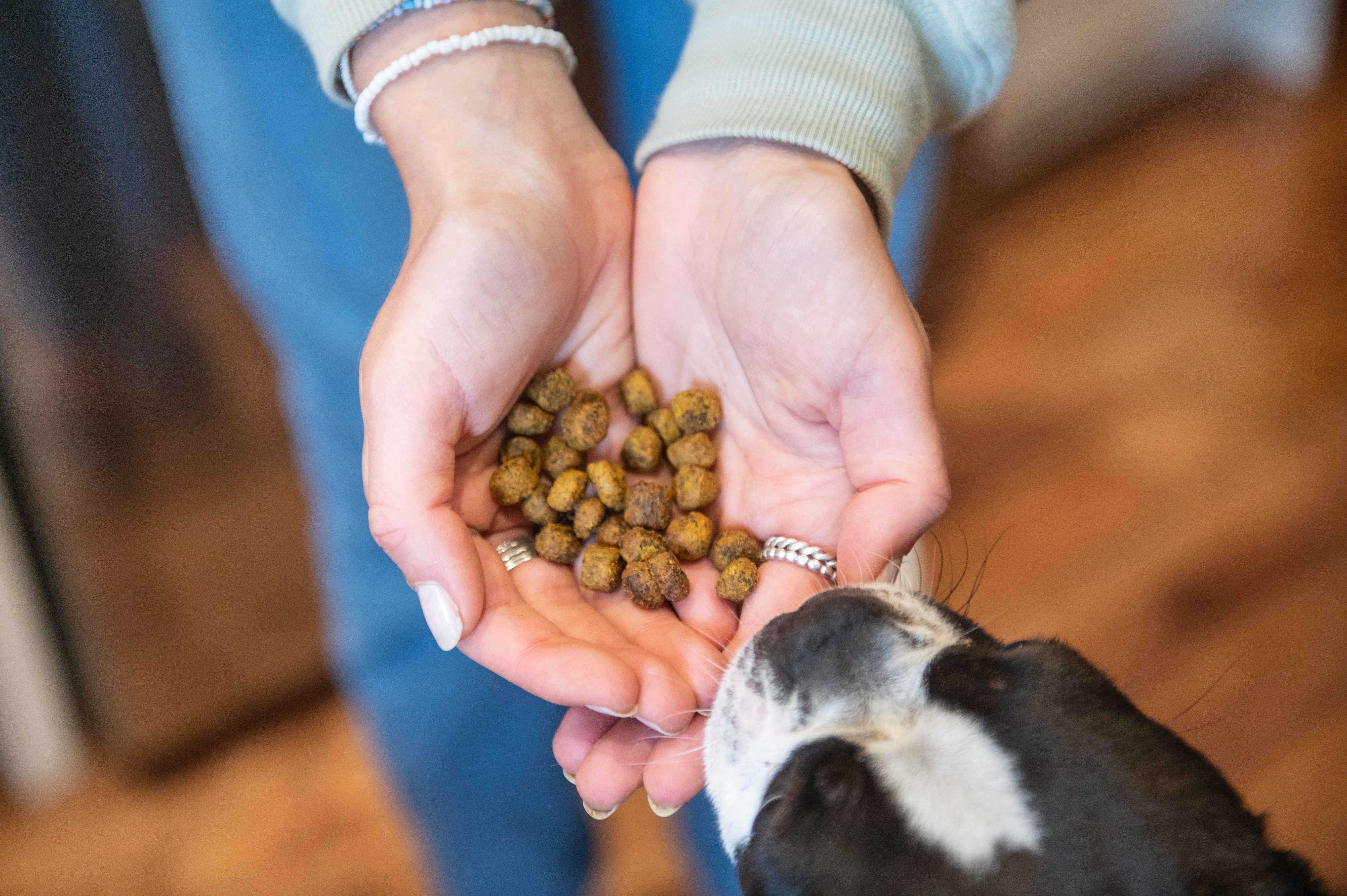 What's The Best Hypoallergenic Dog Food & Treats?