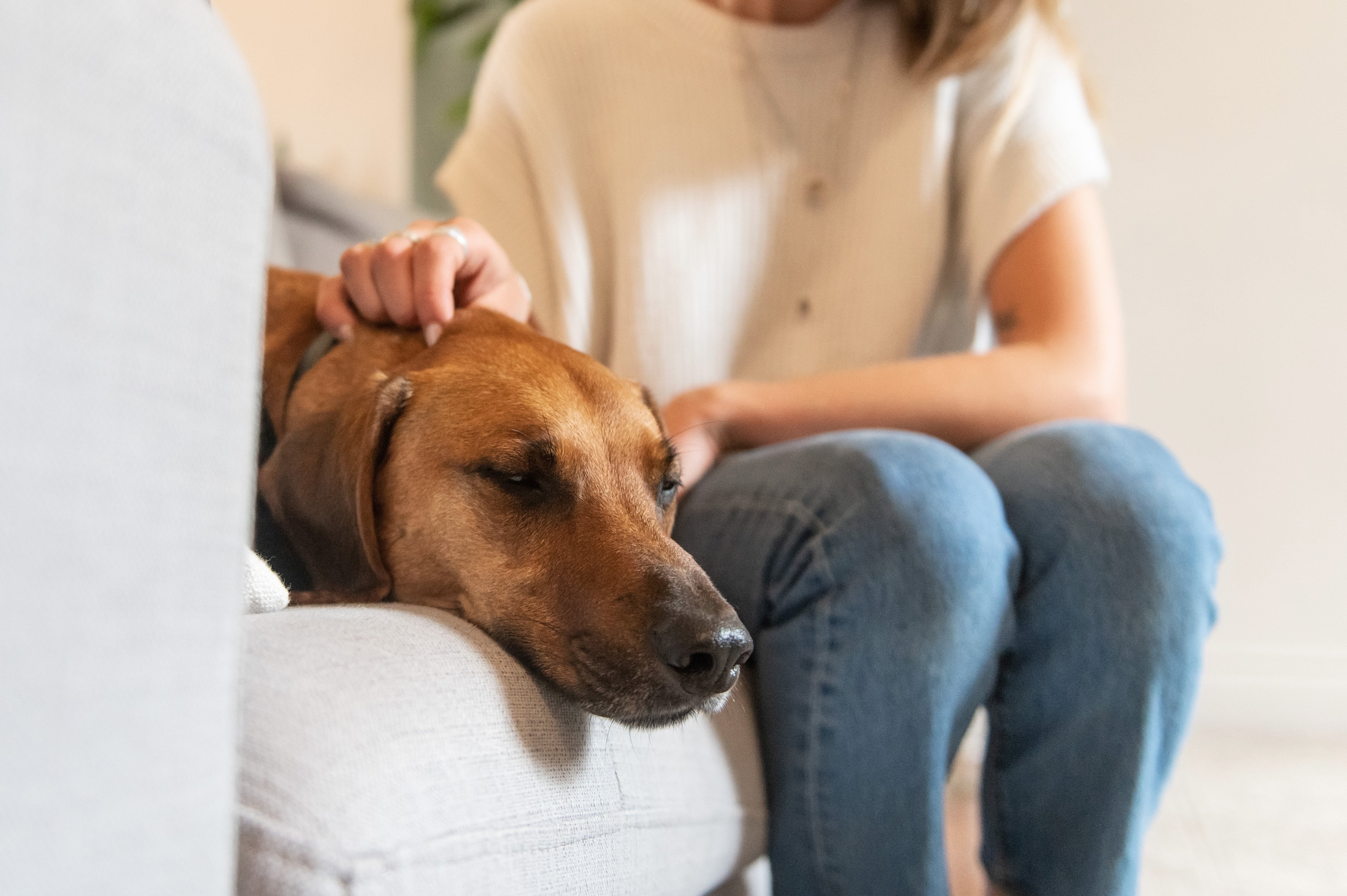 Allergies aux aliments pour chiens : Cause, symptômes et traitement