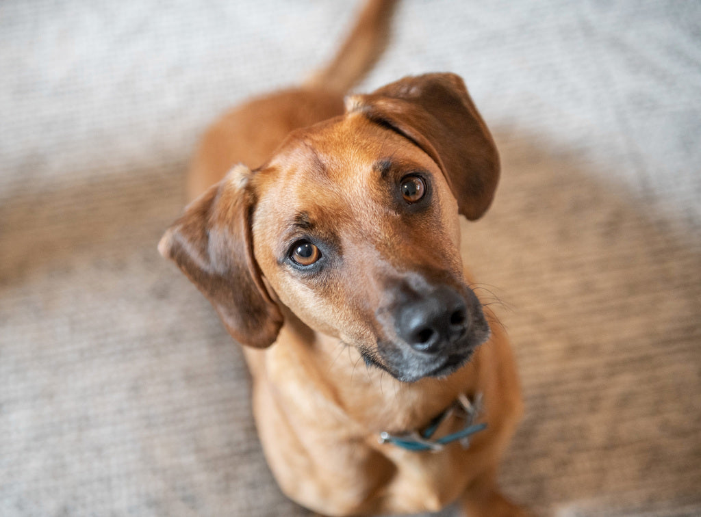 Can Your Dog Food Lead To Ear Infections?