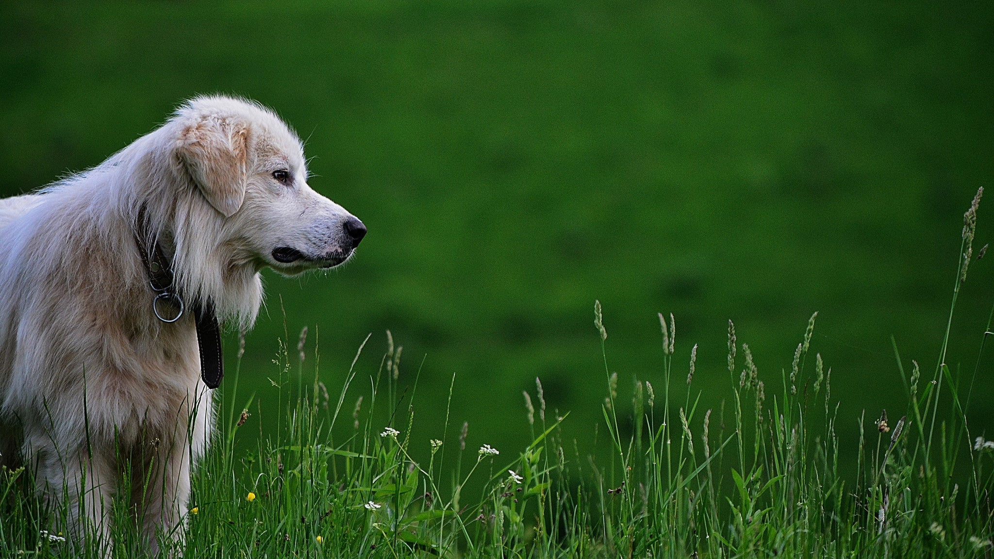 Picking Up Poop To Help Save The Planet