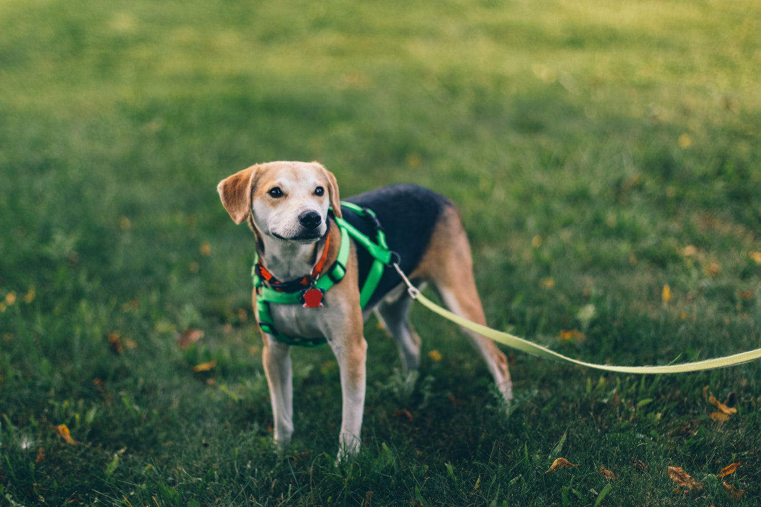 So You Just Got A Dog: Things To Consider