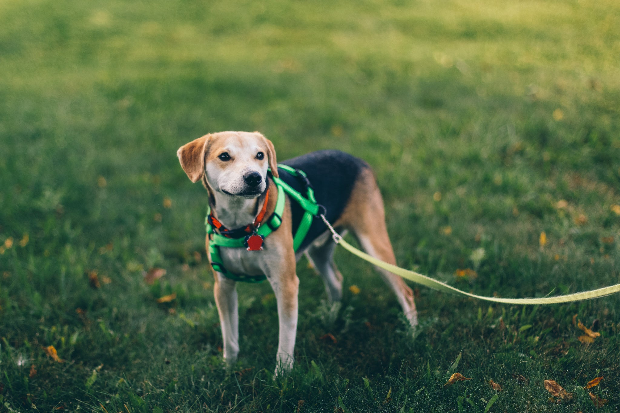 So You Just Got A Dog: Things To Consider