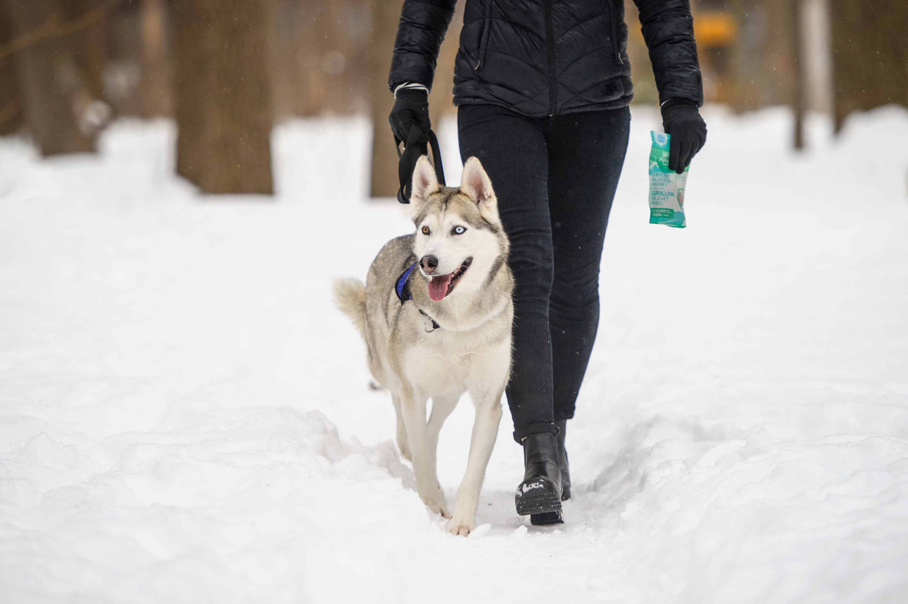 10 équipements indispensables pour faire de la randonnée avec votre chien